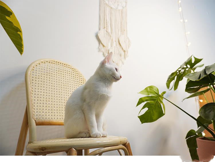 Wandteppich aus Baumwollgarn, handgewebt, Wanddekoration