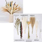 PAMPAS Bohemian Decorative Reed Rabbit Tail Grass Mix And Match Dried Flowers Bouquet