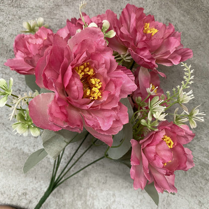 Modische neue Bobo-Pfingstrosen im 6er-Stil