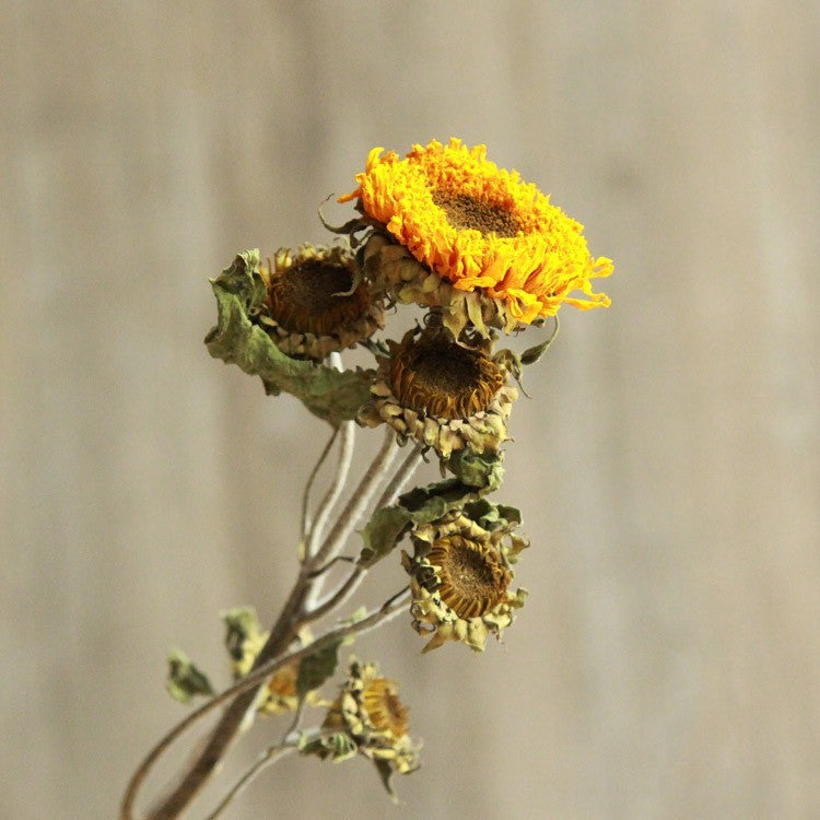 Natürliche Trockenblumen, echte Blumen, Sonnenblumen-Dekoration zum Lehrertag
