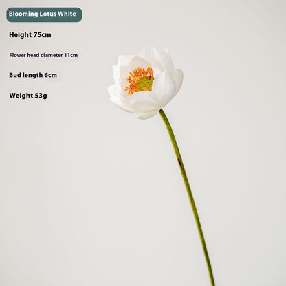 Nachbildung von Lotusblumen (Lotus-Schoten)