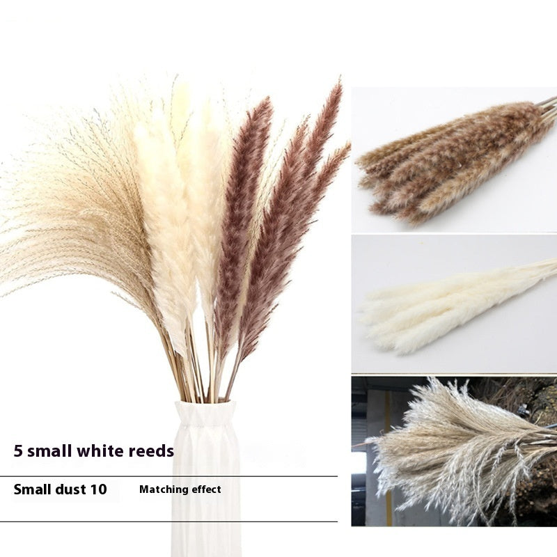 PAMPAS Bohemian Decorative Reed Rabbit Tail Grass Mix And Match Dried Flowers Bouquet