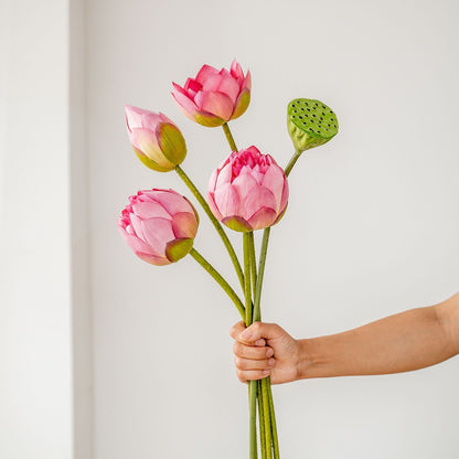 Nachbildung von Lotusblumen (Lotus-Schoten)